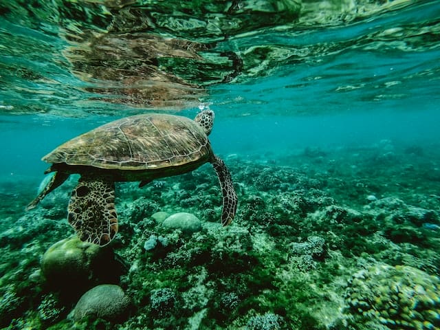 sea life park oahu