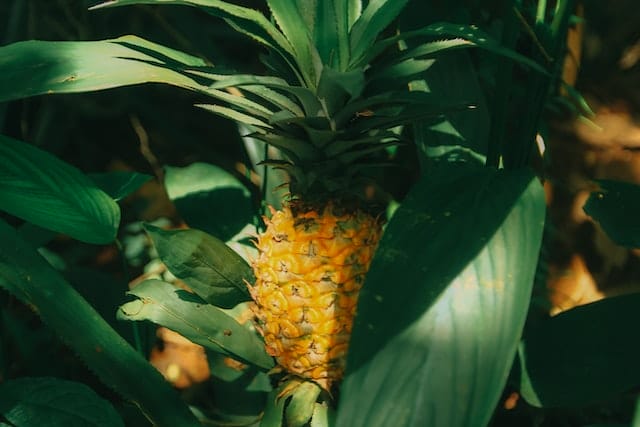 dole plantation