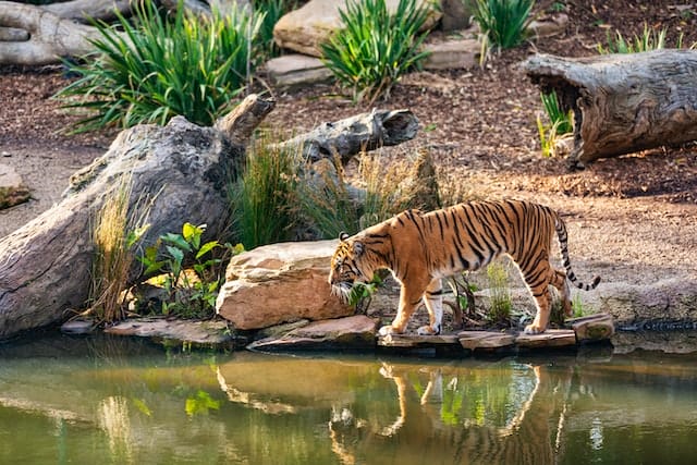 waikiki zoo